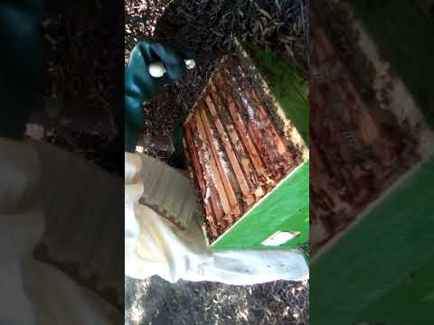 Colocando meogueras e colhendo mel