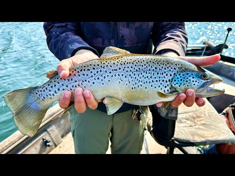 Looking For Big Brown Trout