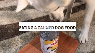 Dog Eating Canned Dog Food [Sound Dogs Love]