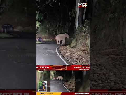 മൂന്നാർ മാട്ടുപ്പെട്ടി റോഡിൽ കാട്ടാനയിറങ്ങി; ഏറെനേരം ഗതാഗതം തടസ്സപ്പെട്ടു