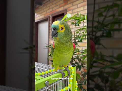 Happy birthday to you, I just came to eat…