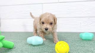 ハーフ犬の動画01