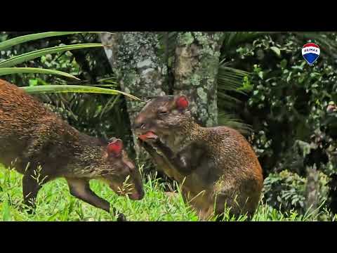 img-video