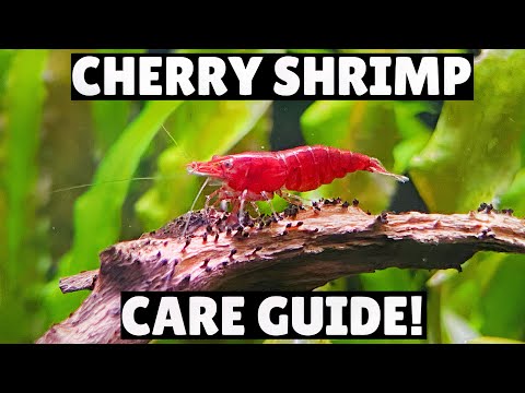 Cherry Shrimp Care Guide! - Everything You Need To...