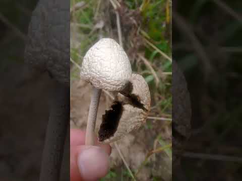 Villa Giardino Córdoba. Hongo panaeolus antillarum