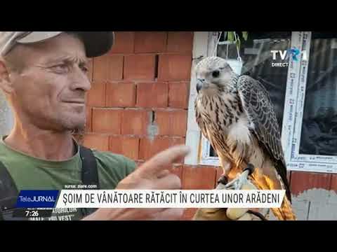 Șoim de vânătoare, rătăcit în curtea unor arădeni