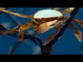 Hitchhiking Crab Finds Love | Planet Earth III