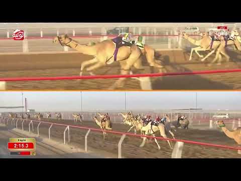 ش 8 (شامه) لـ سلطان علي بن سلطان سالم الكتبي 4:35:78 ، مهرجان العين 2026/07/06 حقايق الروضة