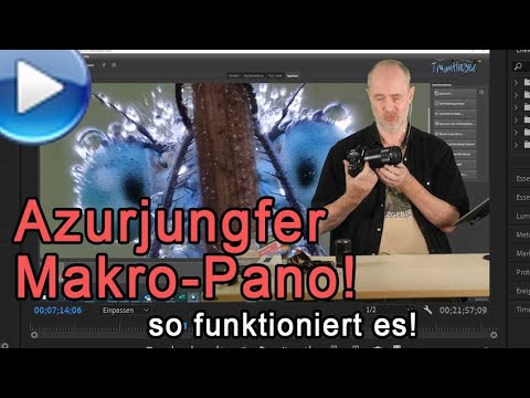 gigantisches Makropano einer Libelle (Azurjungfer)