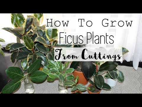 download lagu mp3 mp4 Ficus Daniella, download lagu Ficus Daniella gratis, unduh video klip Ficus Daniella