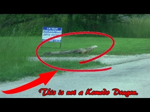 No Komodo Dragon Caught On Tape!