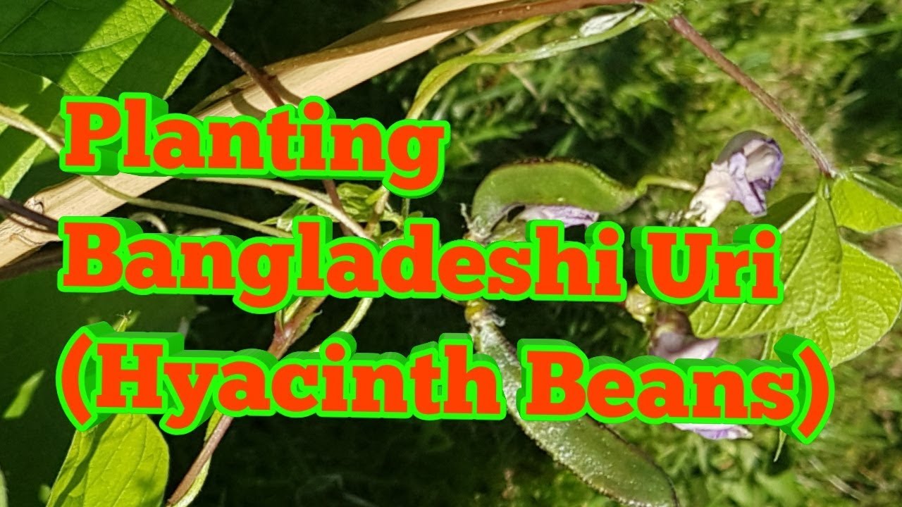 Growing Bangladeshi Uri /Shim/ Growing Hyacinth Beans