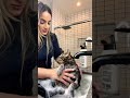 MY CAT LOVES TAKING A BUBBLE BATH Shorts Shorts30