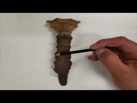 VÍDEO AULA PRÁTICA OSSOS DO TRONCO PARTE 4 - ESTERNO E COSTELAS