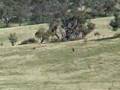 Wild Brumby