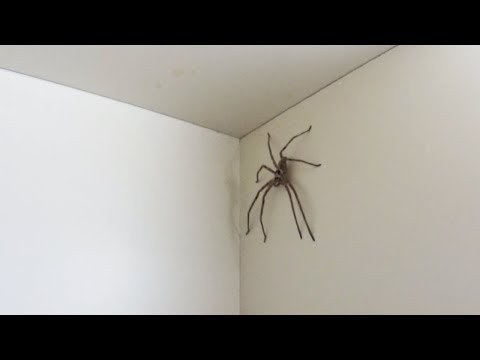 Massive House Spider in Japan #1 (HUNTSMAN SHOWDOWN!?) [Kiwi In Japan 014]