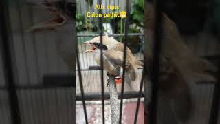 Download lagu anakan cendet umur 1 bulan. lokal blora. alis tipis calon palhit #kicaumania #cendetindonesia mp3