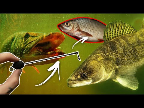 Hecht und Zander gezielt mit der Grundmontage