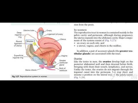 Urinary bladder base relations 5