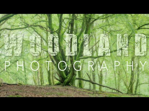 PHOTOGRAPHING Beech trees in SCOTLAND