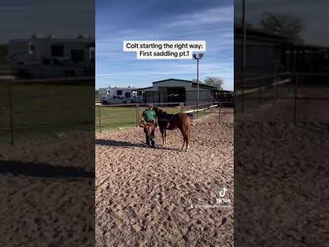 Colt starting the right way: first saddling part 1