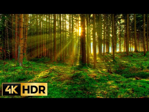 4K Plitvice Lakes - Crystal  of Croatian Lakes - Ultra HD Relaxation Video