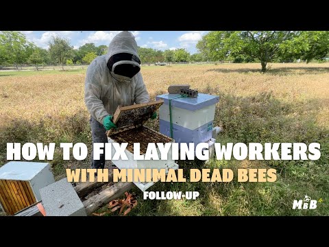 The Failproof Way to Fix Laying Worker Honey Bee Hives