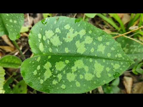 Plućnjak-Biljka Za Zdrava Pluća