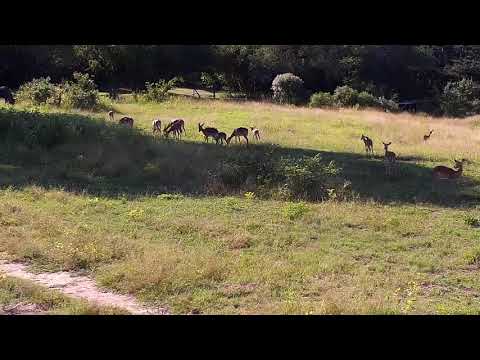Djuma: Impalas and lone Wildebeest bull - 15:36 - 03/16/21