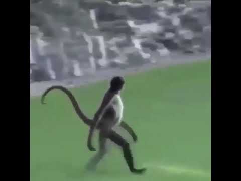 Tearas pipí de la risa