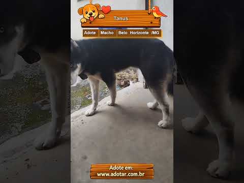 Vídeo de Tanus