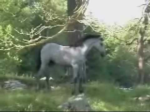 Crossroads Imperial SE juli 05, Skulle en Shirekorsning vara klumig ??????