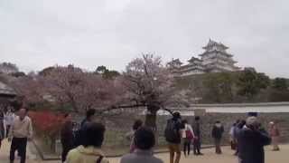 preview picture of video '春の姫路城（Himeji Castle）'