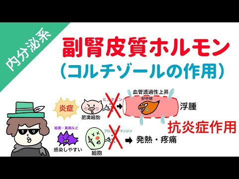 アンドロゲンについて詳しく解説