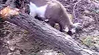 Stacey with lando and the pygmies
