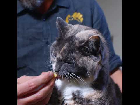Wellcat - how to give cats medication with food