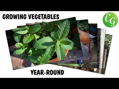 download lagu mp3 mp4 Herbs That Grow All Year, download lagu Herbs That Grow All Year gratis, unduh video klip Herbs That Grow All Year