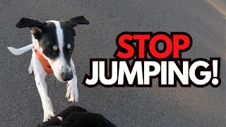 How I Trained Louie to STOP JUMPING On Me (Watch this transformation!)