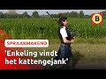 De meest bijzondere muzikanten | Spraakmakend Brabant