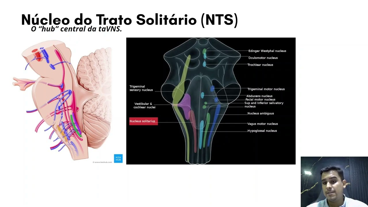 Prévia da aula sobre o Núcleo do Trato Solitário