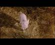 Trailer Zu Schweinchen Wilbur Und Seine Freunde