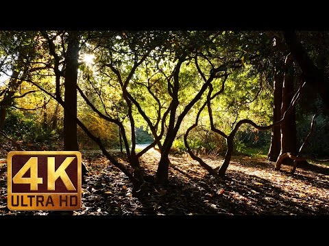 4K Relaxation Video - Autumn in Washington Park Arboretum, Seattle - episode-3 - Relaxing Music