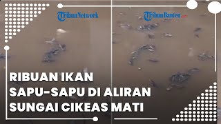 Viral Video Ribuan Ikan Sapu-sapu di Aliran Sungai Cikeas Bogor Mati, Hanyut Sampai Jakarta