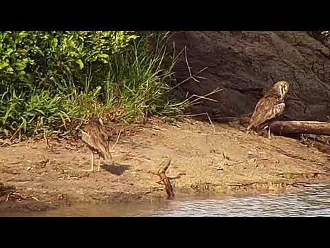 Djuma: Water Thick-knees and Blacksmith Lapwings - 16:15 - 01/29/21