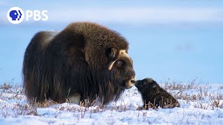 muskoxen one of the greatest recovery stories from near extinction Video