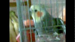 My crazy cockatiel (whistling,wolf whistle and dancing) [RIP]