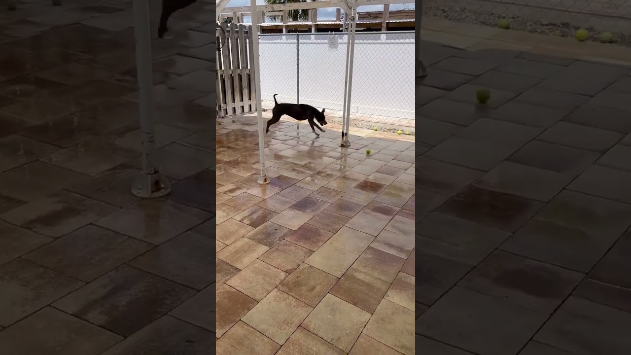 Gandolf, a Adoptable Pit Bull Terrier in Sebastian, FL video 6/6