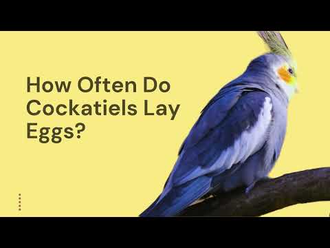How Often Do Cockatiels Lay Eggs?