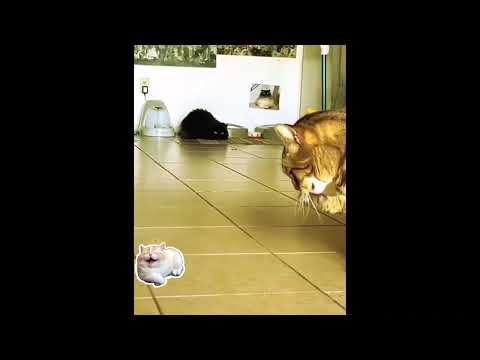 Part 1-  😂 ها علاش القطوط😹 ممتعين و غربييين