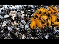 Foraging for Mussels and How to Make Mussels Toast with Avocado & Butternut Squash | Foraging Foraging for Mussels and How to Make Mussels Toast with Avocado & Butternut Squash | Foraging